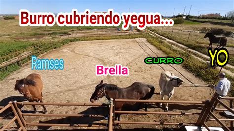 coje burras|Burro cubriendo Yegua. mejor celo zeal aparearse, the .